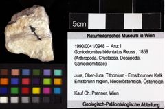 Foto (Objket + Etiketten) von Goniodromites bidentatus (Reuss, 1859) 